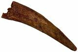 Fossil Pterosaur (Siroccopteryx) Tooth - Morocco #296995-1